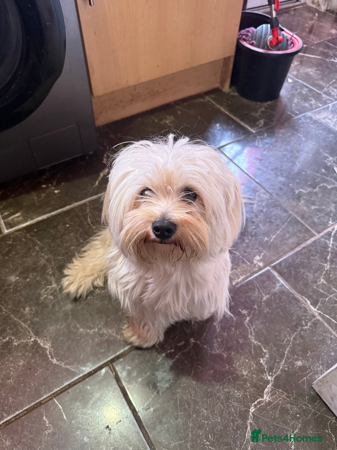 Malshi dogs for sale: Temi - Maltese Shih Tzu - Image 1