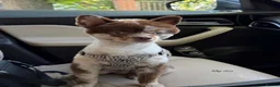 Pomeranian dogs for stud: Rare stunning multi eye tone choc-cream Pomeranian in York - Advert 6