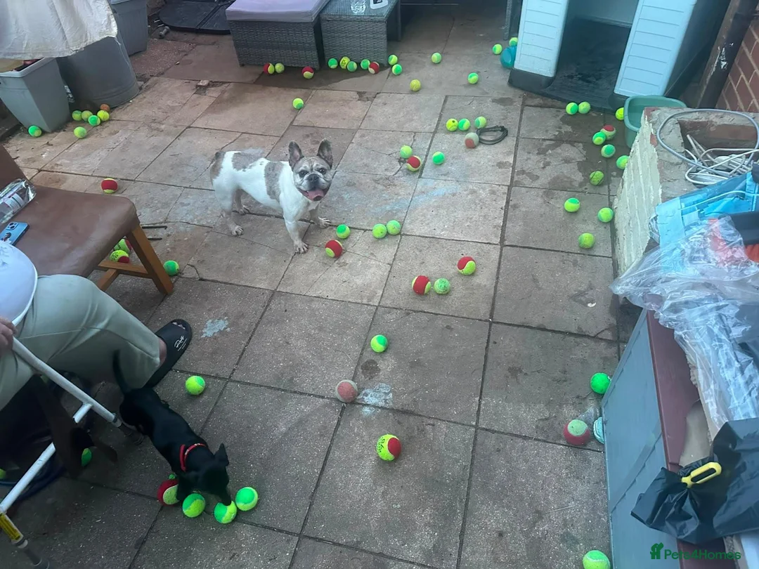 French Bulldog dogs for sale: Zeusy - Advert 2