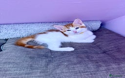 Mixed Breed cats for sale: READ INFO, 8 beautiful ginger kittens. - Image 9