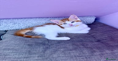 Mixed Breed cats - Advert 8