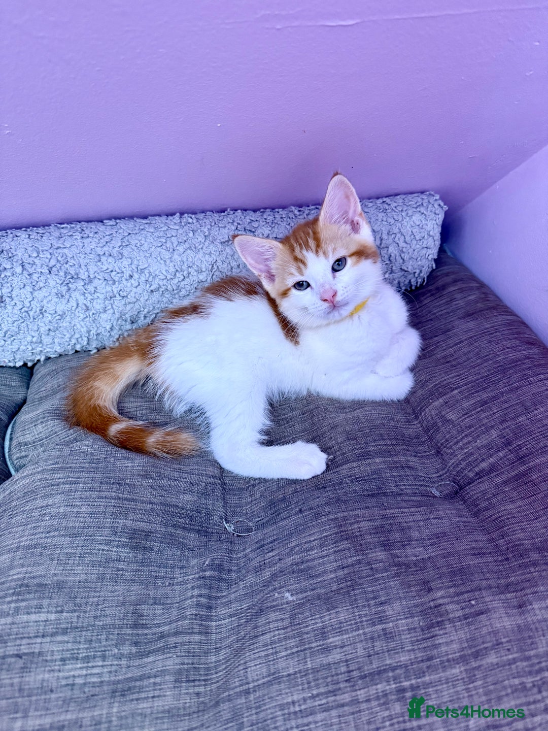 Mixed Breed cats for sale: READ INFO, 8 beautiful ginger kittens. - Image 9