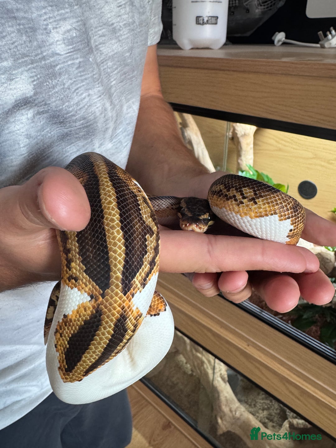 Python Snake reptiles for sale: Pied Ball Python and full set up - Image 6