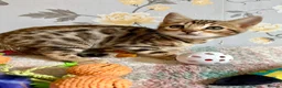 Bengal cats for sale: *READY NOW* Bengal Kittens - Advert 24
