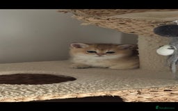 Scottish Fold cats for sale: Purebred Scottish kittens - Image 4