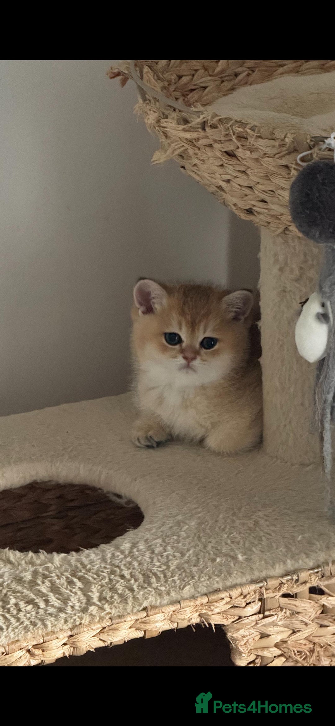 Scottish Fold cats for sale: Purebred Scottish kittens - Image 4