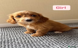 Cockapoo dogs for sale: 6 stunning cockapoo puppies  - Image 27
