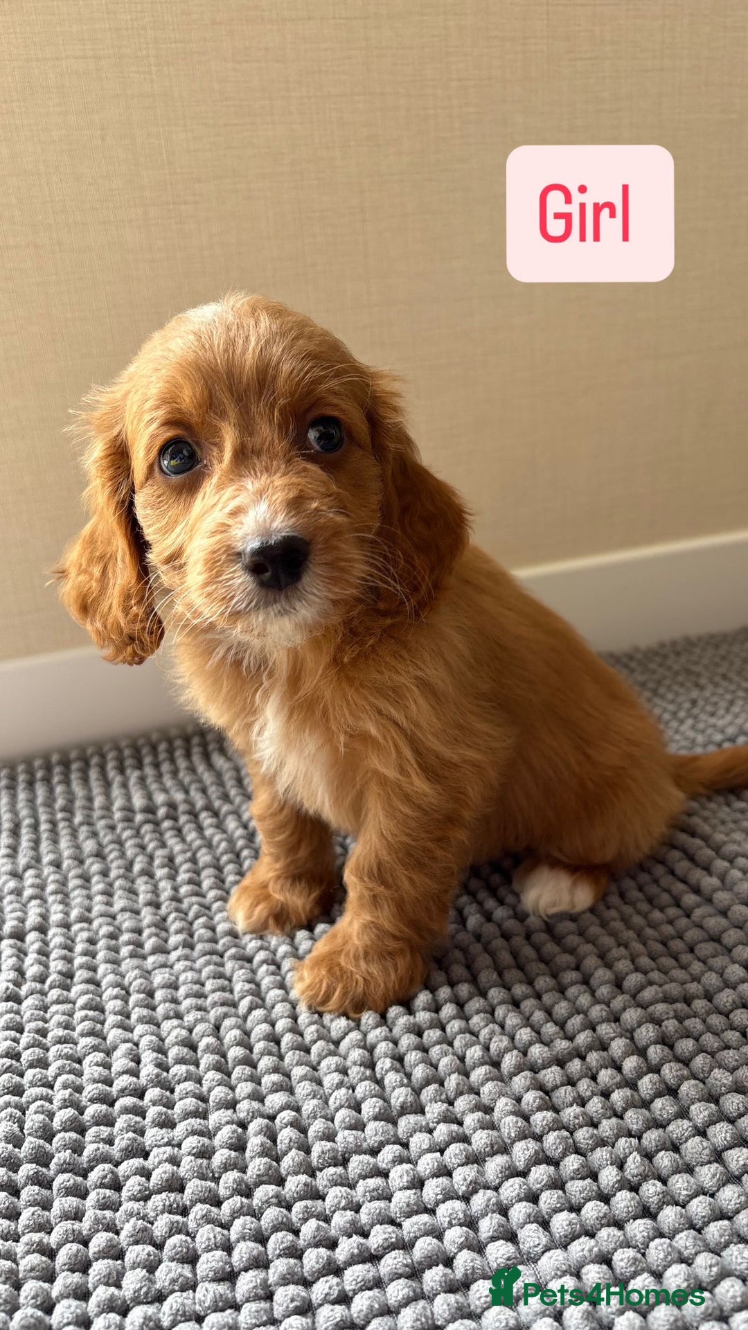 Cockapoo dogs for sale: 6 stunning cockapoo puppies  - Image 27