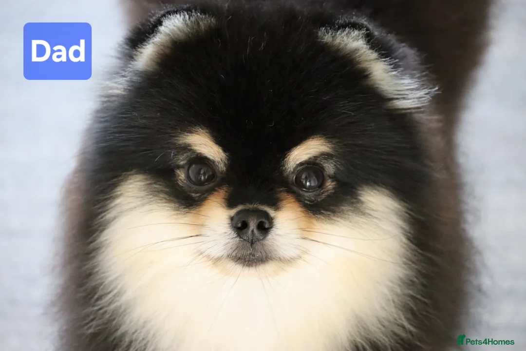 Pomeranian dogs for sale: Luxury Pomeranian Puppies for sale!!! - Advert 2