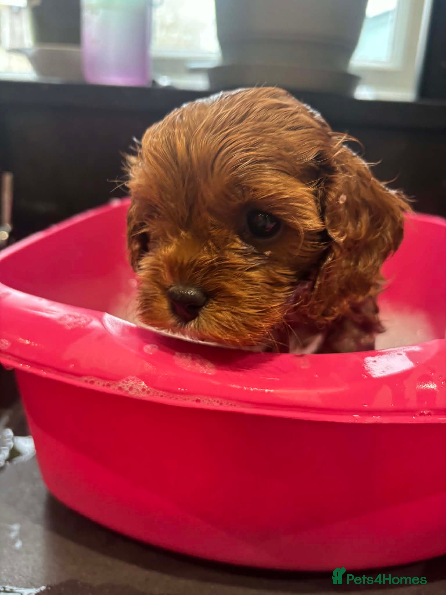 Cavapoo dogs Health tested parents F1 cavapoo  1 boy Available - Advert 10