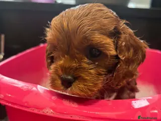 Cavapoo dogs Health tested parents F1 cavapoo 1 boy Available - Advert 10