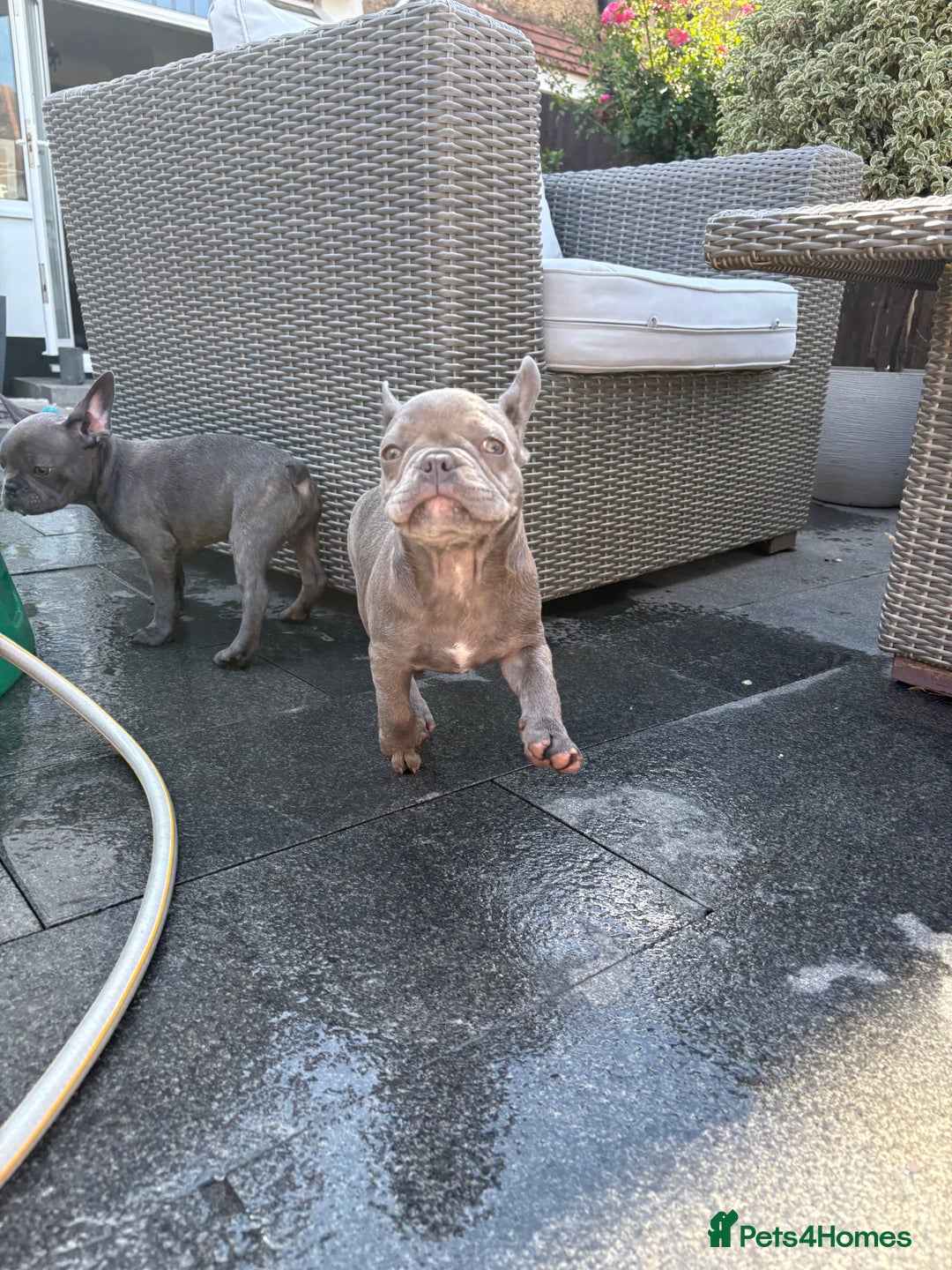 French Bulldog dogs for sale: Only 1 girl left  - Image 10