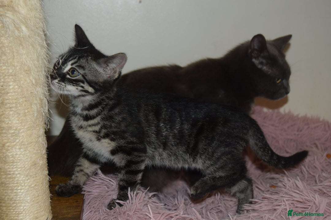 Bengal cats for sale: BEAUTIFUL HALF BENGAL KITTENS - Image 11