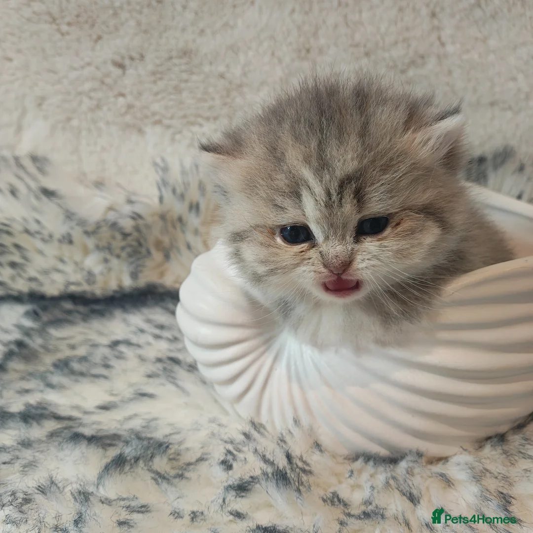 British Longhair cats for sale: Blue golden blue golden spot females - Advert 1