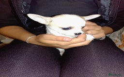 Chihuahua dogs for sale: Beautiful Chihuahua - Image 5