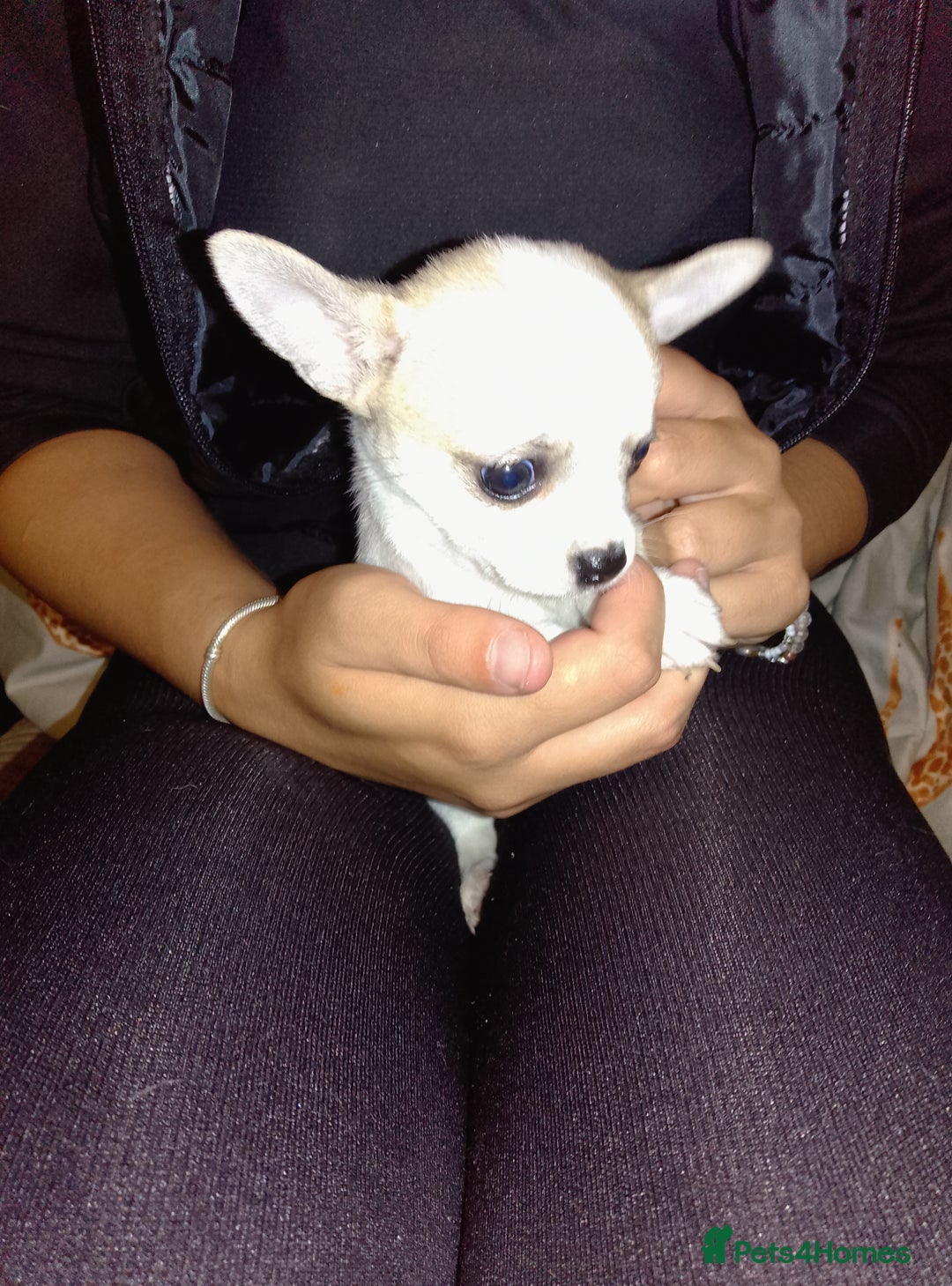 Chihuahua dogs for sale: Beautiful Chihuahua - Image 5