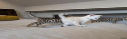 Bengal cats for sale: 🤍🤎🖤 GORGEOUS BENGAL KITTENS 🖤🤎🤍 - Advert 9