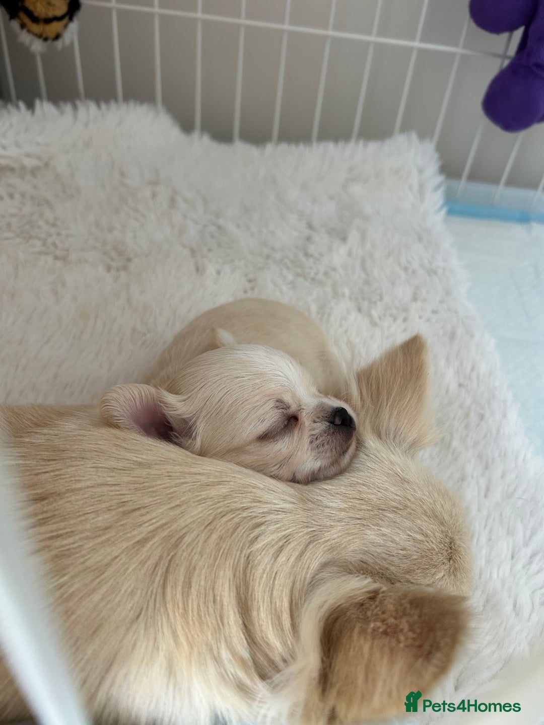 Chihuahua dogs for sale: Cream and white Longcoat KC reg reg boy  - Image 7