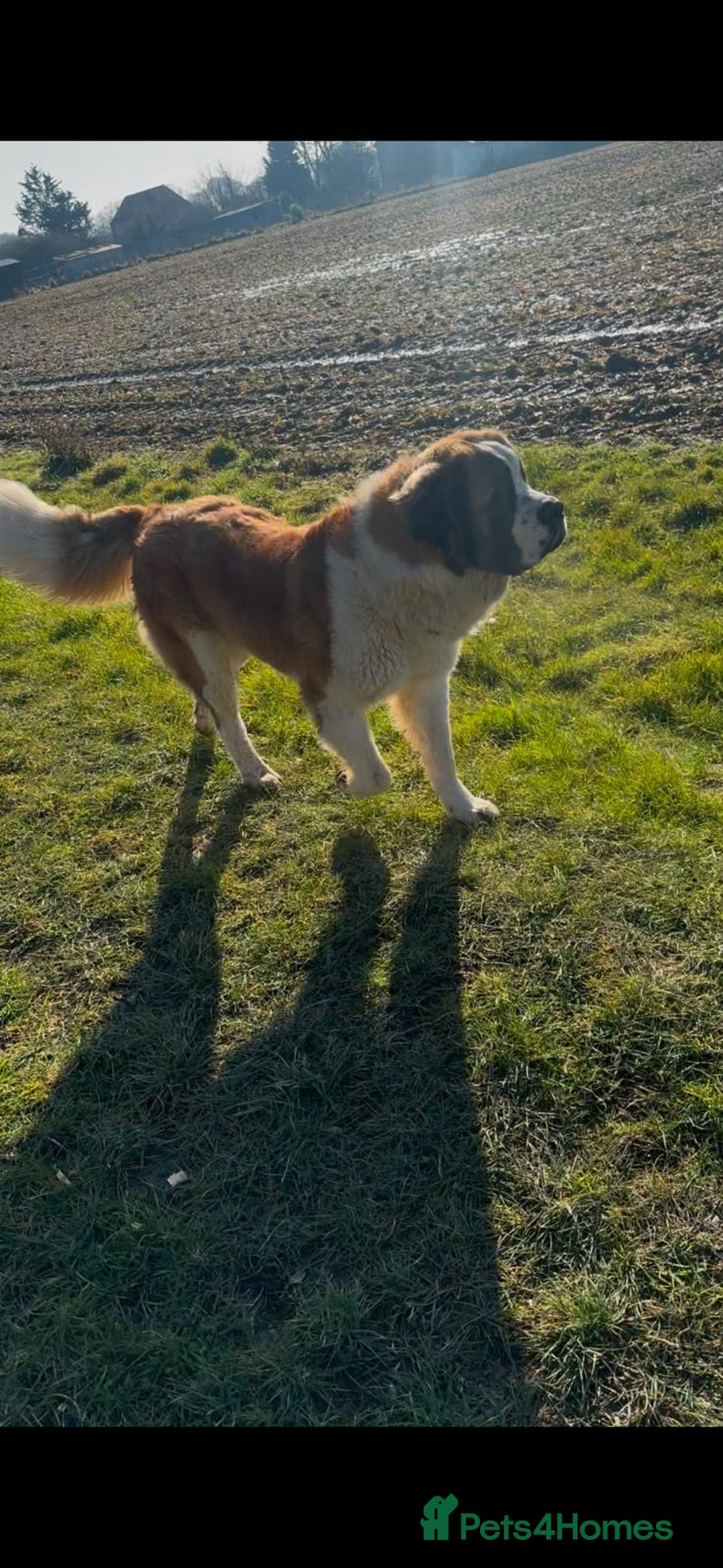 Saint Bernard dogs for stud: KC REGISTERED ST BERNARD UP FOR STUD - Advert 4
