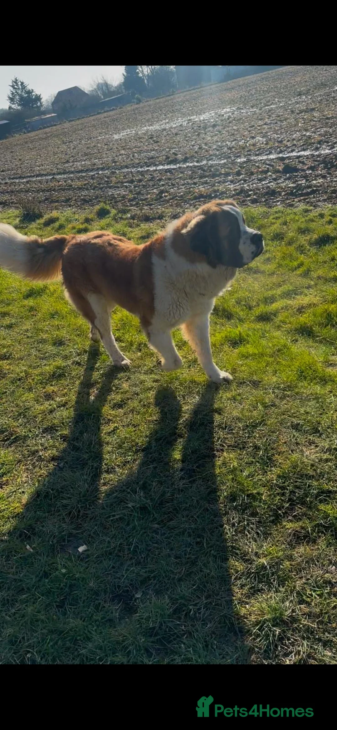 Saint Bernard dogs for stud: KC REGISTERED ST BERNARD UP FOR STUD - Advert 4