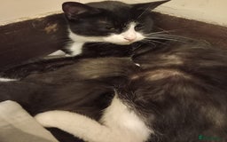 Domestic Shorthair cats for sale: Antony woods  - Image 4