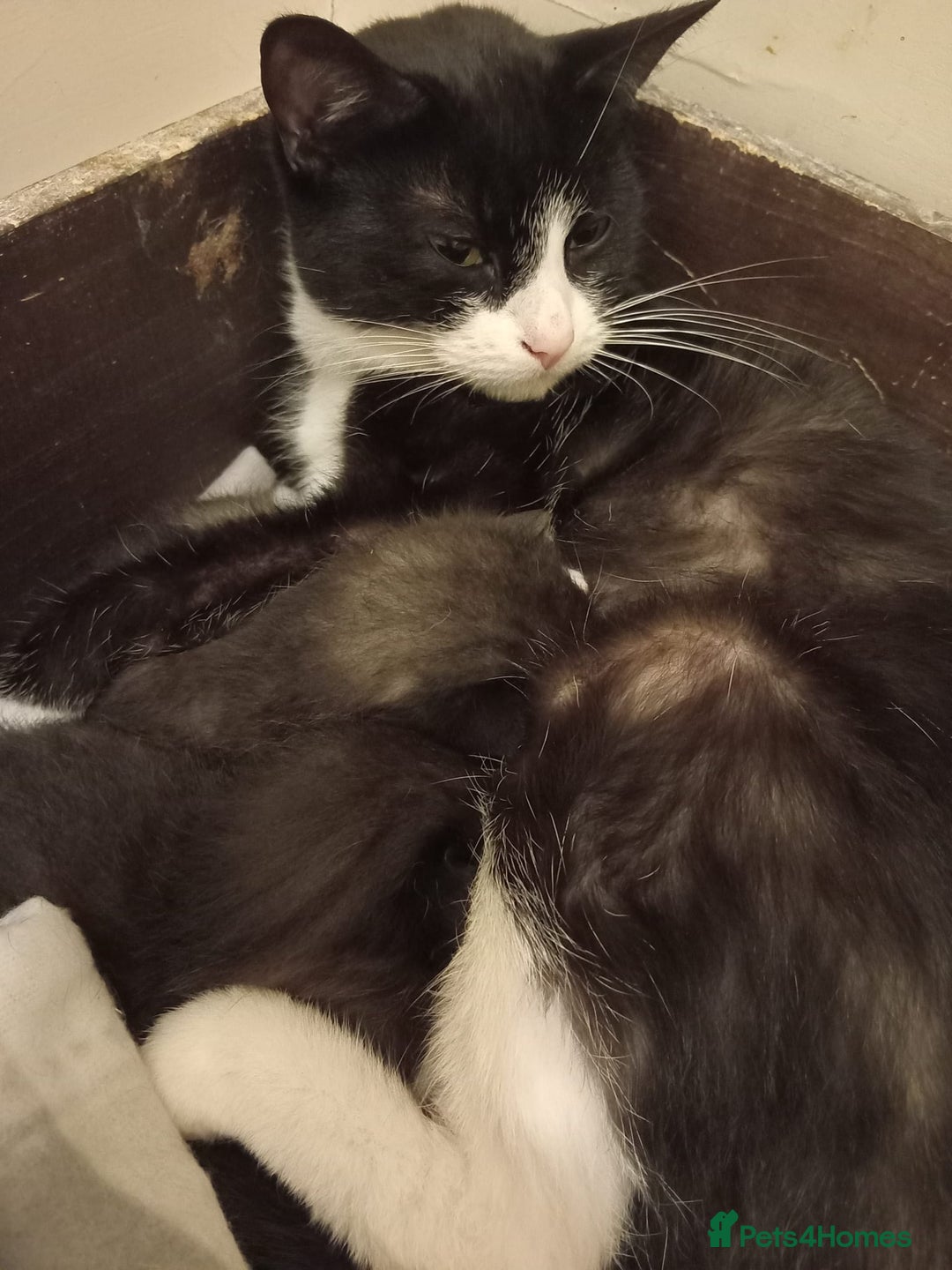 Domestic Shorthair cats for sale: Antony woods  - Image 4