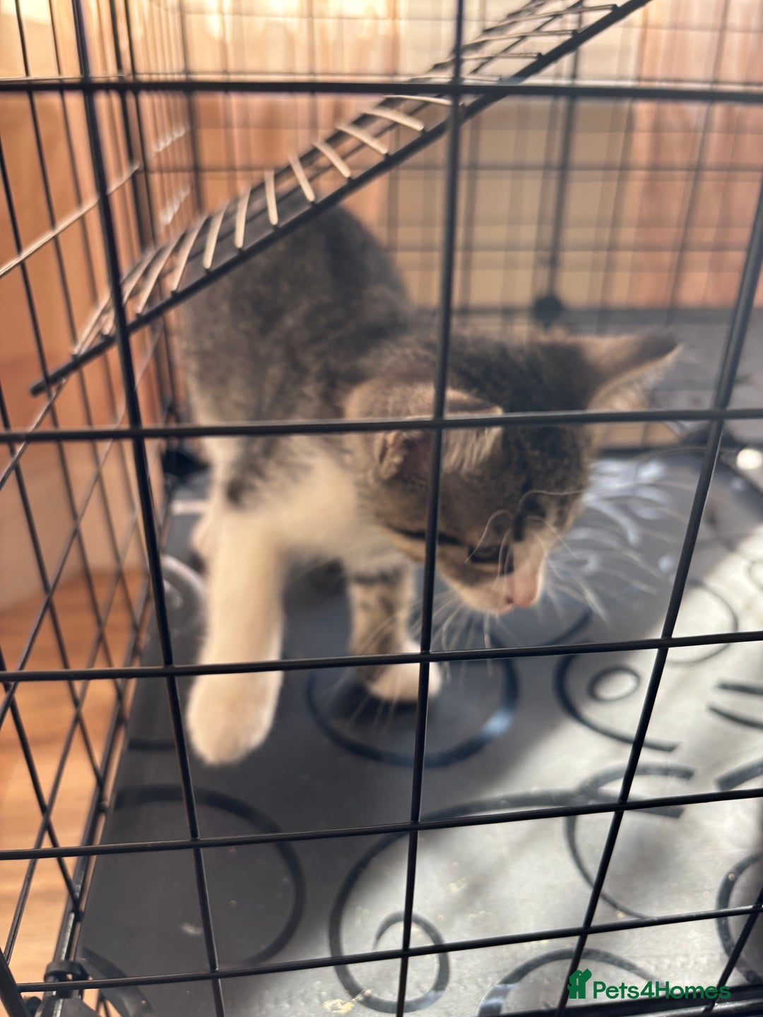 Mixed Breed cats for sale: 4 cute bundles of joy  - Image 7