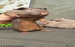 Guinea Pig rodents for sale: Baby boy guineas  - Image 5