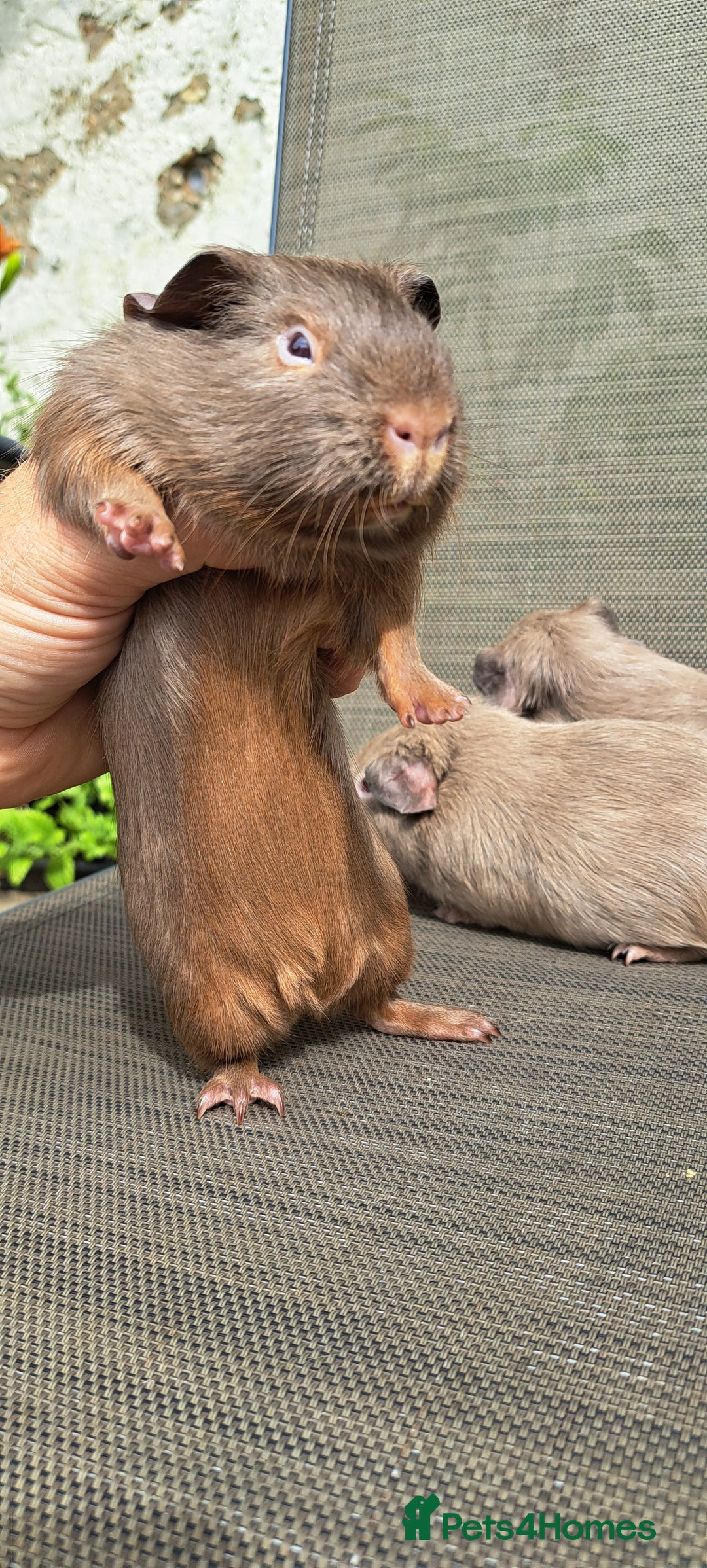 Guinea Pig rodents for sale: Baby boy guineas  - Image 5