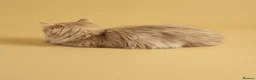 British Longhair cats for sale: TICA registered BLH & BSH Kittens - Advert 4