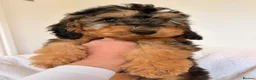 Cockapoo dogs for sale: LICENSED BREEDER HEALTH TESTED COCKAPOOS - Advert 4