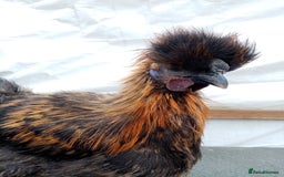 Chickens poultry for sale: Rhode island red, silkie and white rock cockerels - Image 1