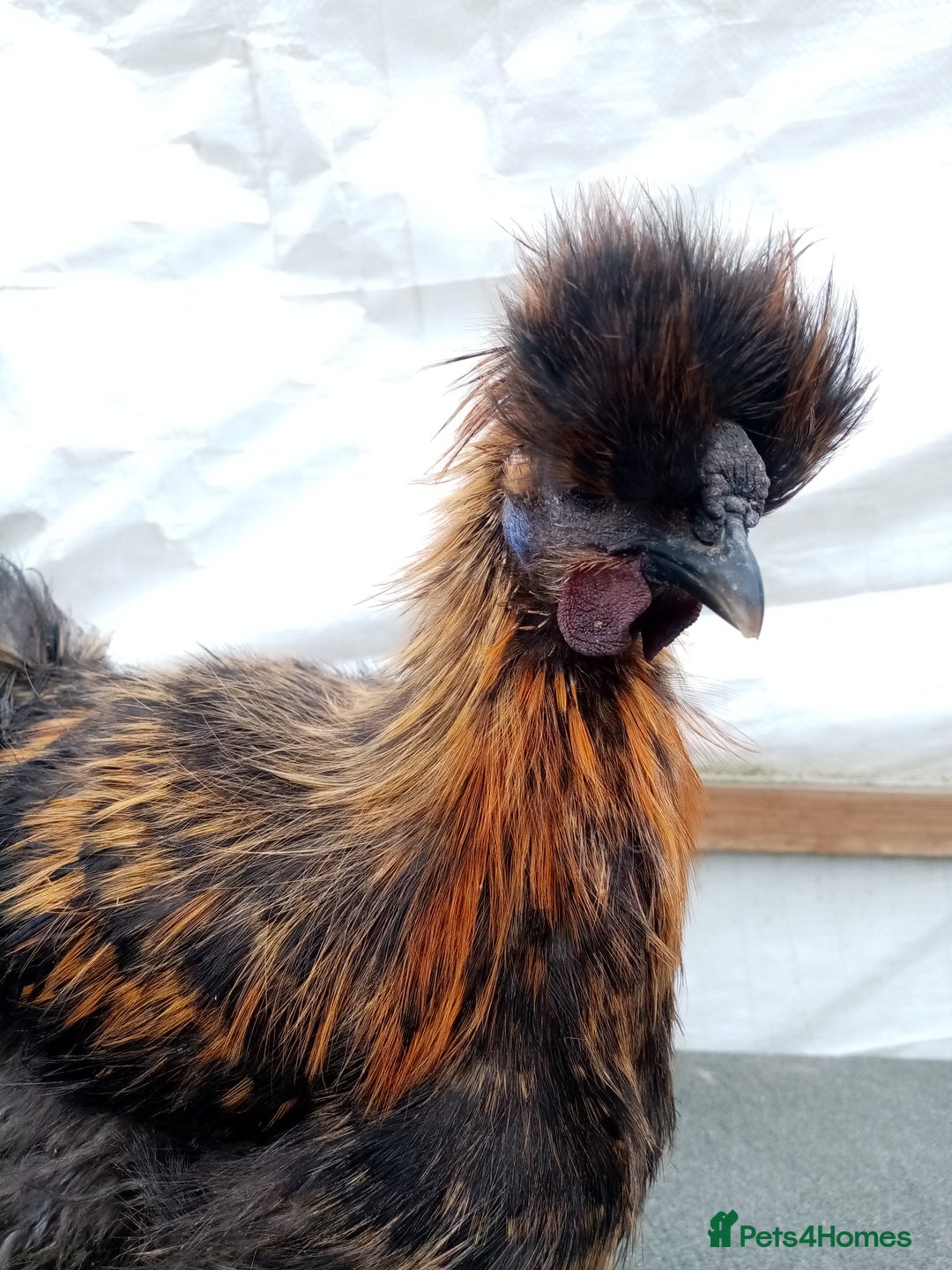 Chickens poultry for sale: Rhode island red, silkie and white rock cockerels - Image 1