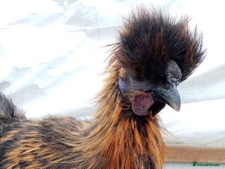 Chickens poultry - Advert 19