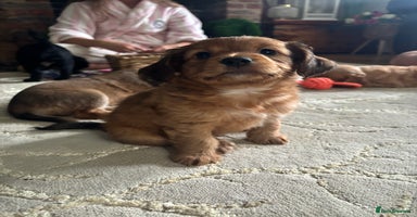 Mixed Breed dogs - Advert 11