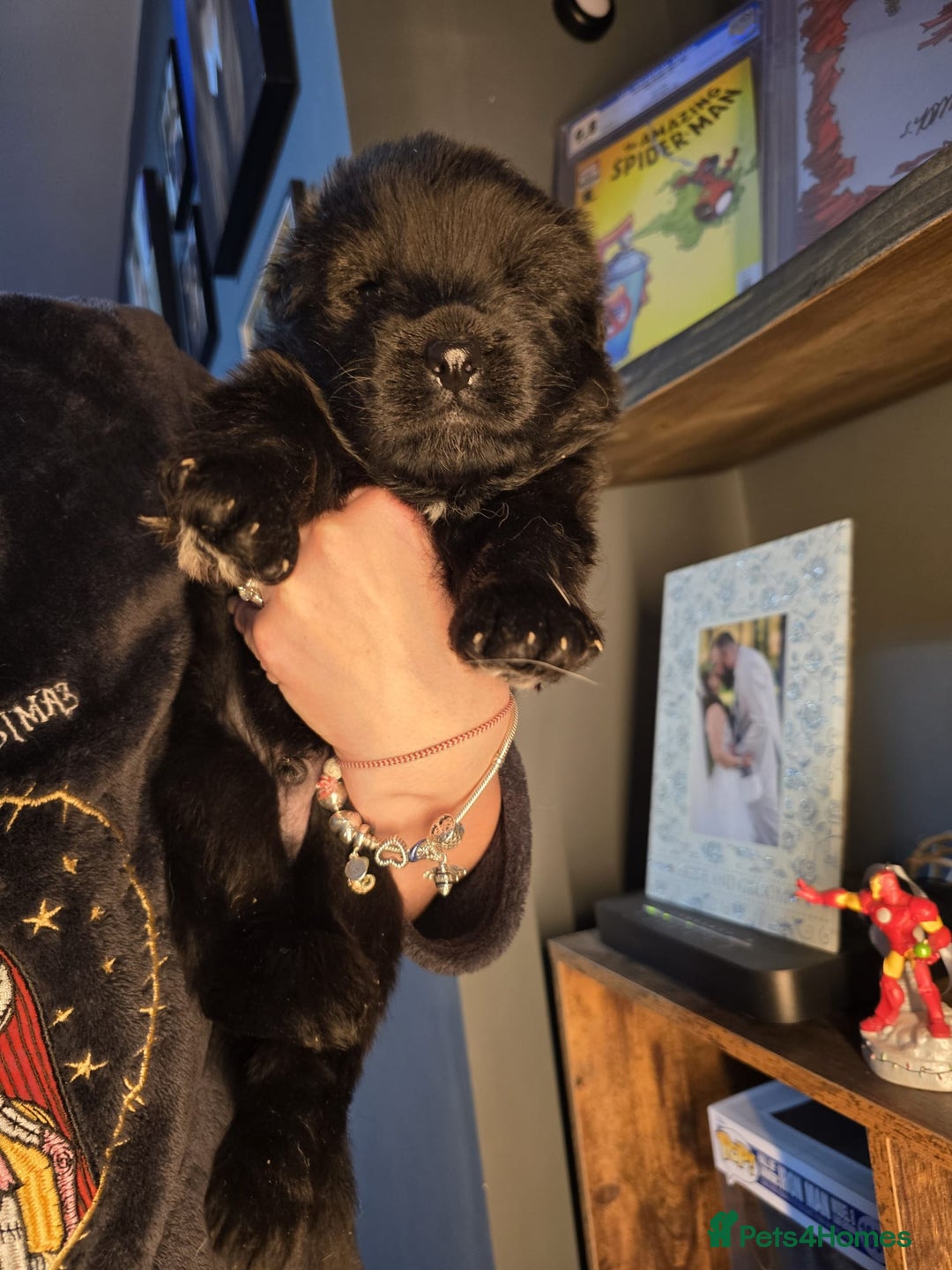 German Shepherd dogs for sale: READY TO LEAVE 3 LITTLE GSD GIRLS - Advert 12