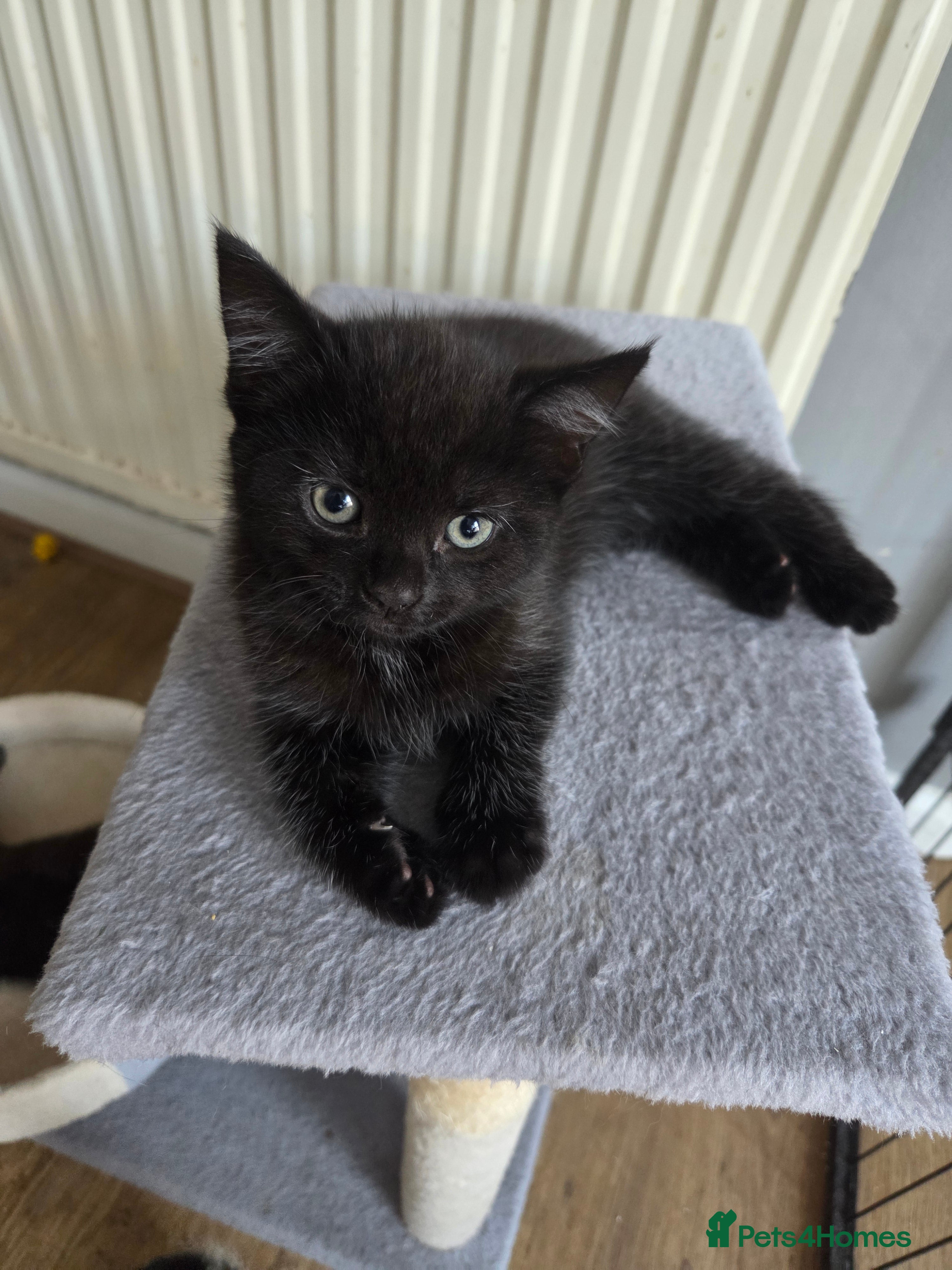 Mixed Breed cats 5 Kittens looking for new home  - Advert 2