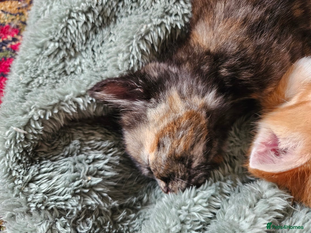 Mixed Breed cats for sale: 5 Beautiful Kittens Ready Soon - Image 2