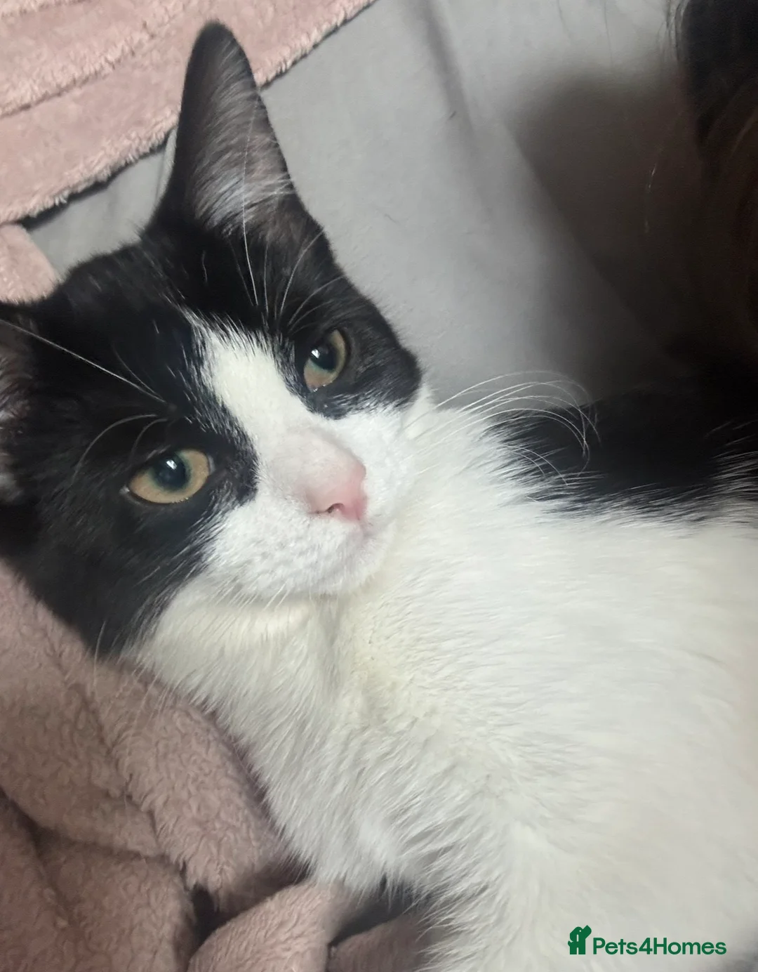 Mixed Breed cats for sale: Fred. in Luton - Advert 2