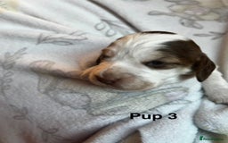 Cockapoo dogs for sale: Adorable Cocker Spaniel/Cockapoo Puppies - Image 14