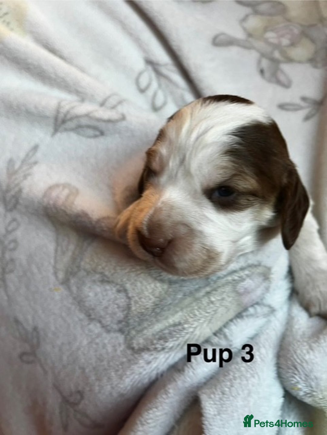 Cockapoo dogs for sale: Adorable Cocker Spaniel/Cockapoo Puppies - Image 14