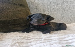 Jackapoo dogs for sale: Gorgeous Jackapoo Puppies - Image 5