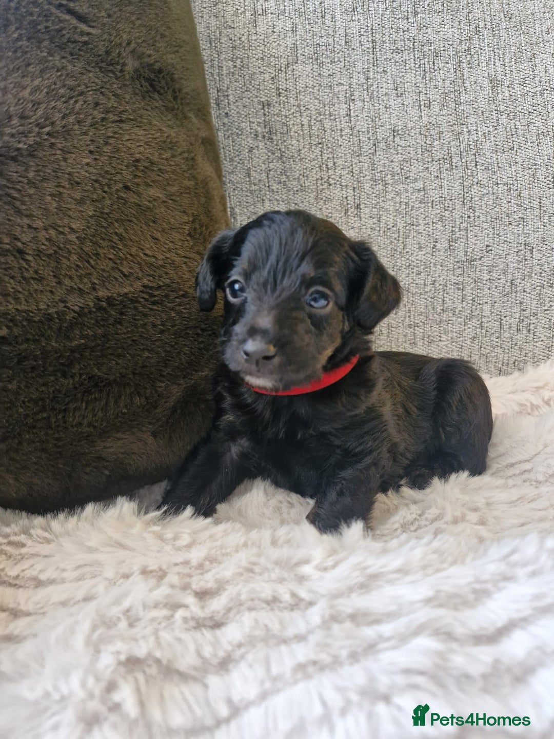 Jackapoo dogs for sale: Gorgeous Jackapoo Puppies - Image 5