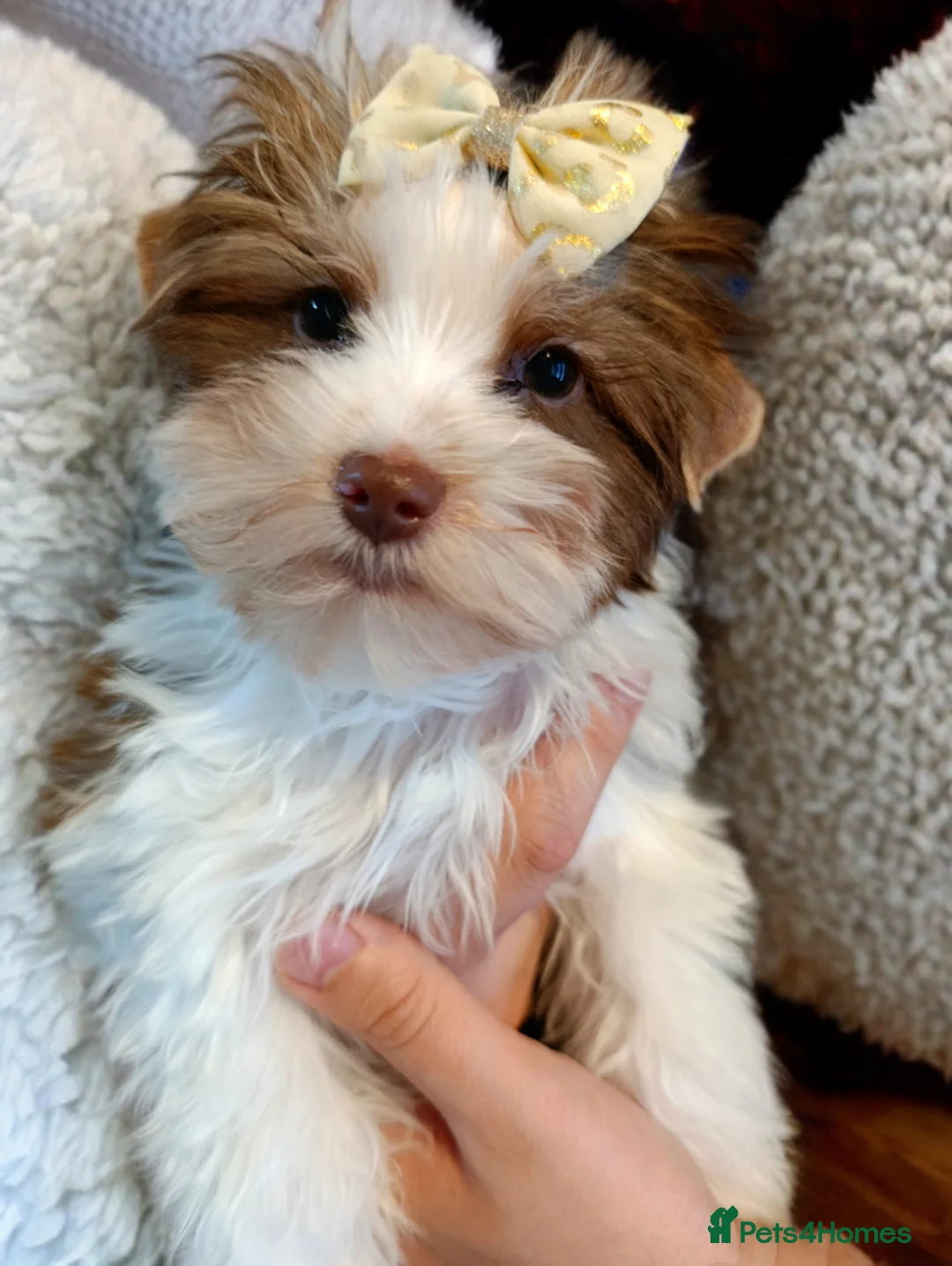 Yorkshire Terrier dogs for sale: Biro Yorkshire Terrier🐻 real Teddy bear 🐻😍 - Advert 1