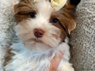 Yorkshire Terrier dogs Biro Yorkshire Terrier🐻 real Teddy bear 🐻😍 - Advert 3