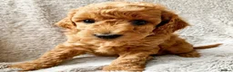 Cockapoo dogs for sale: Waiting List Open ** Due 30th May - Advert 14