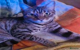 Bengal cats for sale: 1 year 8 month old female Bengal neutered  - Image 1