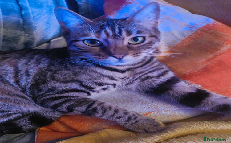Bengal cats - Advert 3