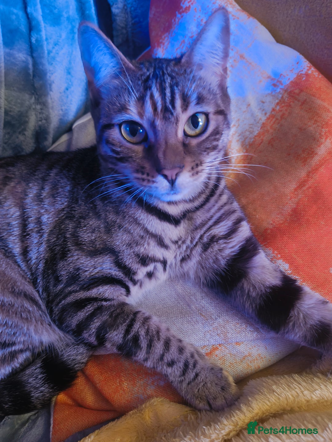 Bengal cats for sale: 1 year 8 month old female Bengal neutered  - Image 1