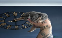 Mixed Breed dogs for sale: English bulldogs  - Advert 18